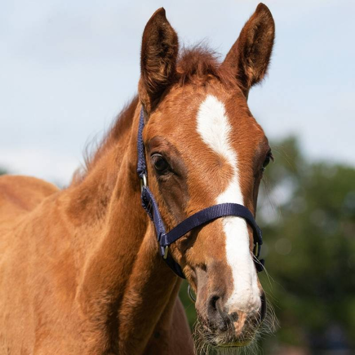 Harnais pour poulain Adjustable Bleu Marine dans le groupe Équipement cheval / Licols / Longes pour poulains chez Equinest (1047DBV1nan_r)