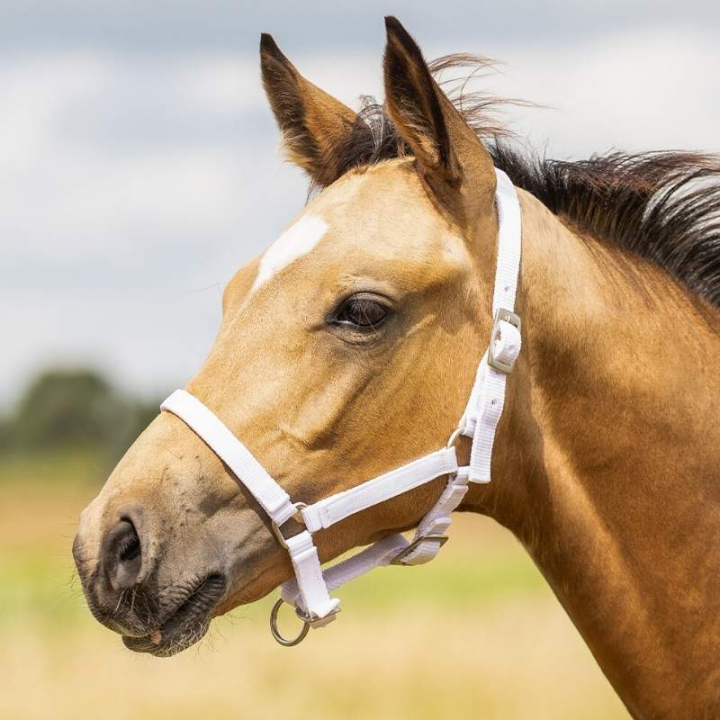 Harnais pour poulain Adjustable Blanc dans le groupe Équipement cheval / Licols / Longes pour poulains chez Equinest (1047WIV1WH_r)