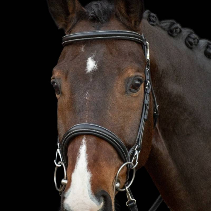 Bridon Dortmund Noir dans le groupe Équipement cheval / Briderie & Frontaux / Brides chez Equinest (1100000761BA_r)