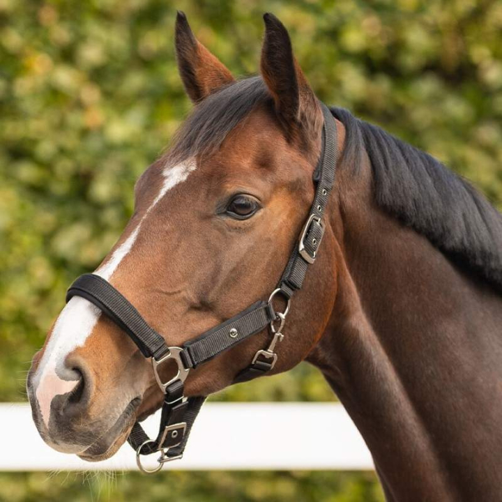 Licol Deluxe Noir dans le groupe Équipement cheval / Licols / Longes en tissu et en nylon chez Equinest (1125ZW3BA_r)