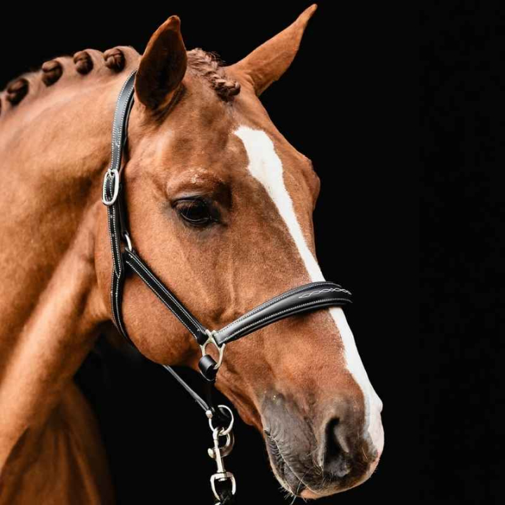 Licol en cuir Frisco F Noir dans le groupe Équipement cheval / Licols / Longes en cuir chez Equinest (1310000141BA_r)