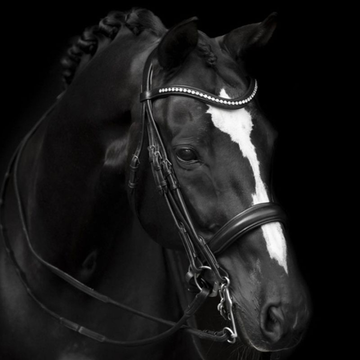 Bridon sans mors Delicato Supreme Noir dans le groupe Équipement cheval / Briderie & Frontaux / Brides et brides de dressage chez Equinest (208813BA_r)