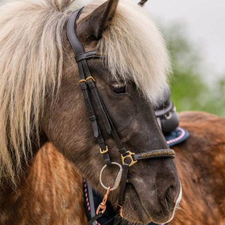 Bride islandaise Ice Marron/Or dans le groupe Équipement cheval / Briderie & Frontaux chez Equinest (2279330BAGO)