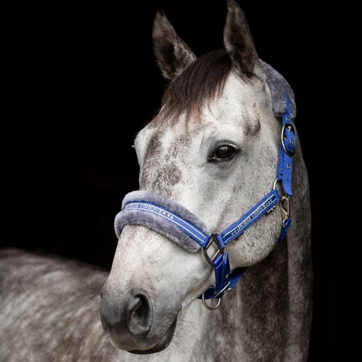 Licol avec Ludd Bleu Royal/Gris dans le groupe Équipement cheval / Licols / Longes en tissu et en nylon chez Equinest (243012Bl_r)