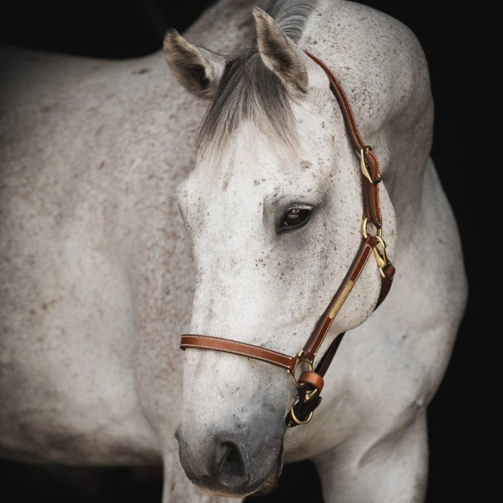 Halter en cuir Track Supreme Marron dans le groupe Équipement cheval / Licols / Longes en cuir chez Equinest (244151BR_r)