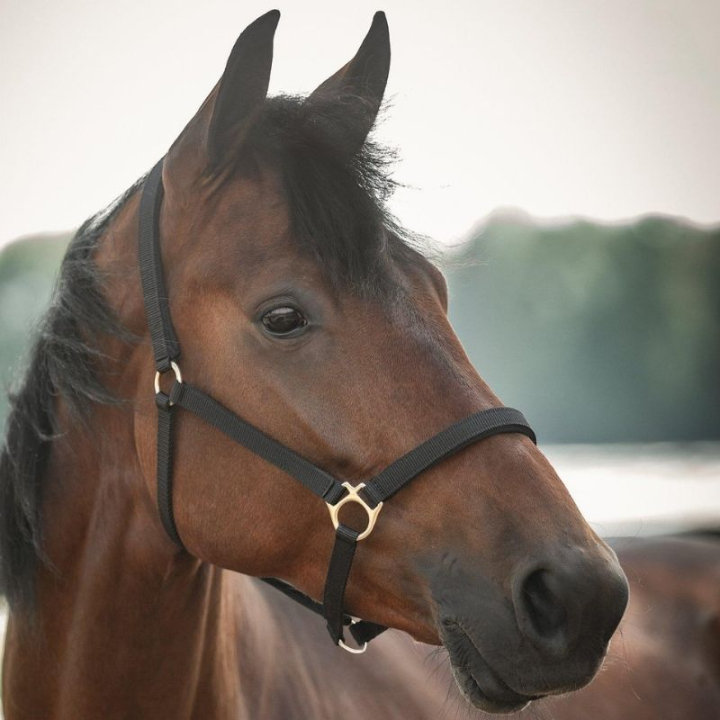 Licol Track Noir dans le groupe Équipement cheval / Licols / Longes en tissu et en nylon chez Equinest (245716BA_r)