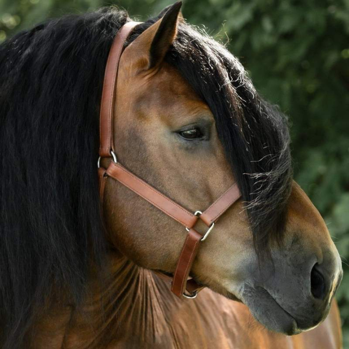 Licol en cuir Draft Oak Bark dans le groupe Équipement cheval / Licols / Longes en cuir chez Equinest (245950OB_r)