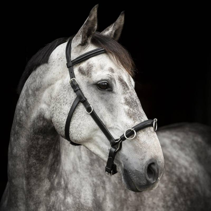 Caveçon Supreme Noir dans le groupe Équipement cheval / Travail à pied chez Equinest (280613BA_r)