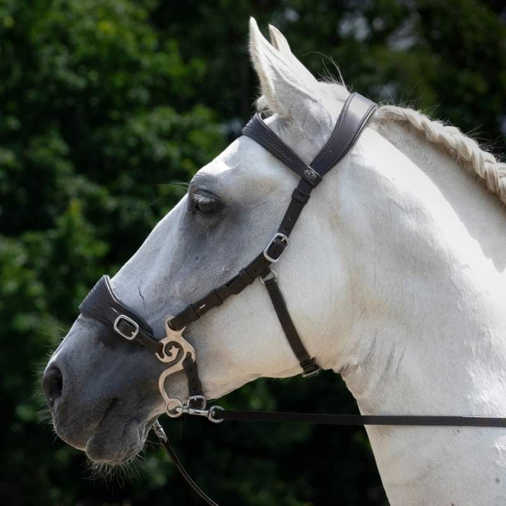 Bride hackamore Fiore Noir dans le groupe Équipement cheval / Briderie & Frontaux / Hackamores & Bridons sans mors chez Equinest (3323511817BA_r)