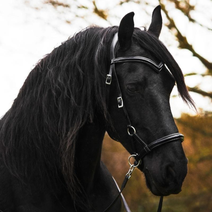 Bridon sans mors Isabel Sidepull Noir dans le groupe Équipement cheval / Briderie & Frontaux / Hackamores & Bridons sans mors chez Equinest (3330561817BA_r)