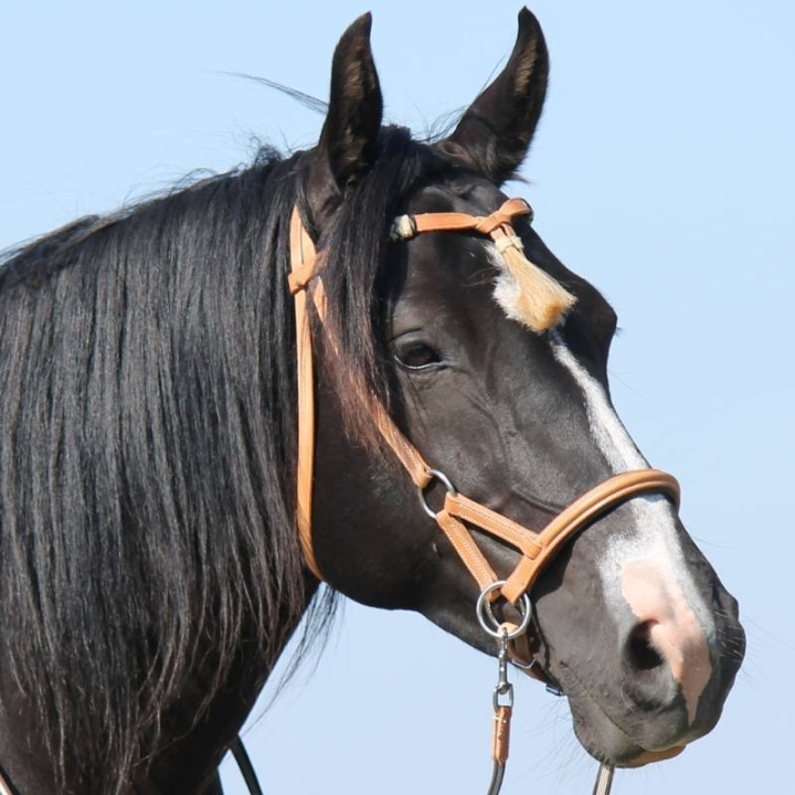 Bridon sans mors Shango Sidepull Natural dans le groupe Équipement cheval / Briderie & Frontaux / Hackamores & Bridons sans mors chez Equinest (3330781710NE_r)