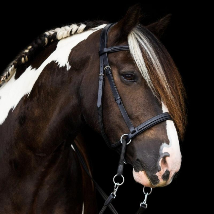 Bridon sans mors Dietsji Cross-Under Noir dans le groupe Équipement cheval / Briderie & Frontaux / Hackamores & Bridons sans mors chez Equinest (3351221717BA_r)
