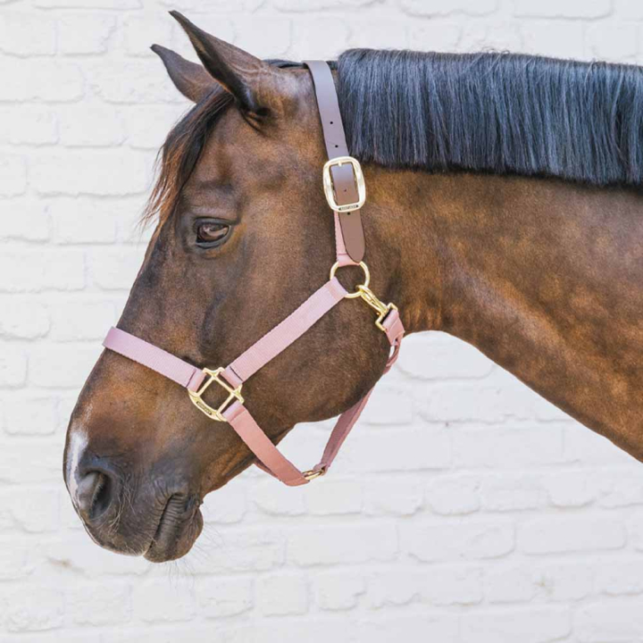 Licol Breakaway Vieux Rose dans le groupe Équipement cheval / Licols / Longes en tissu et en nylon chez Equinest (4266510COBOPI_r)