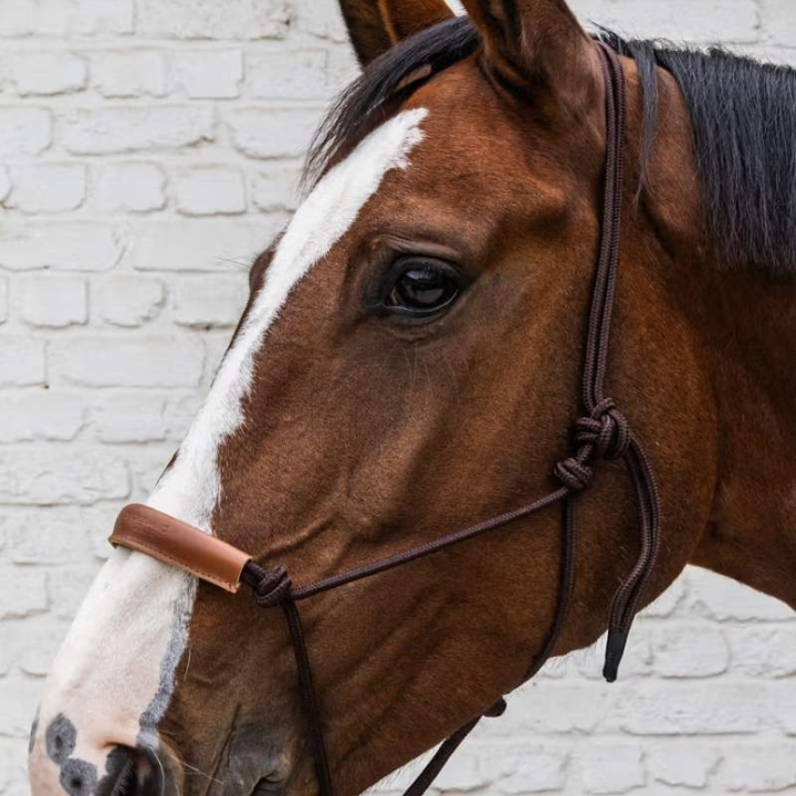 Licols en corde Grooming Deluxe Marron dans le groupe Équipement cheval / Licols / Longes pour poulains chez Equinest (4268605COBBR_r)