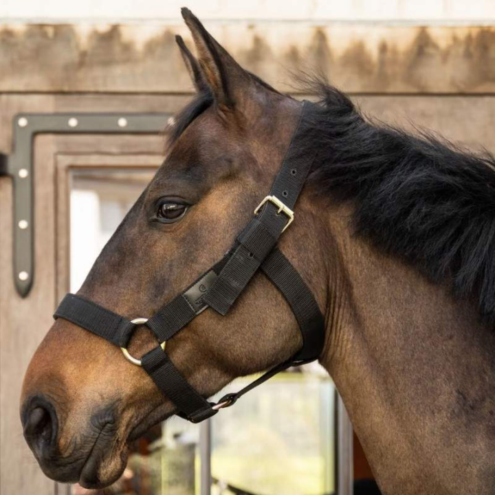 Licol Heavy Duty Noir dans le groupe Équipement cheval / Licols / Longes en tissu et en nylon chez Equinest (4269001COBBA_r)