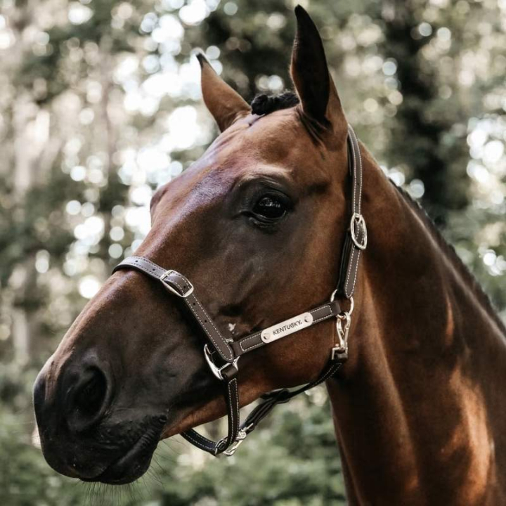 Halter en cuir Artificial Anatomic Flexible Marron dans le groupe Équipement cheval / Licols / Longes en cuir chez Equinest (4271205COBBR_r)