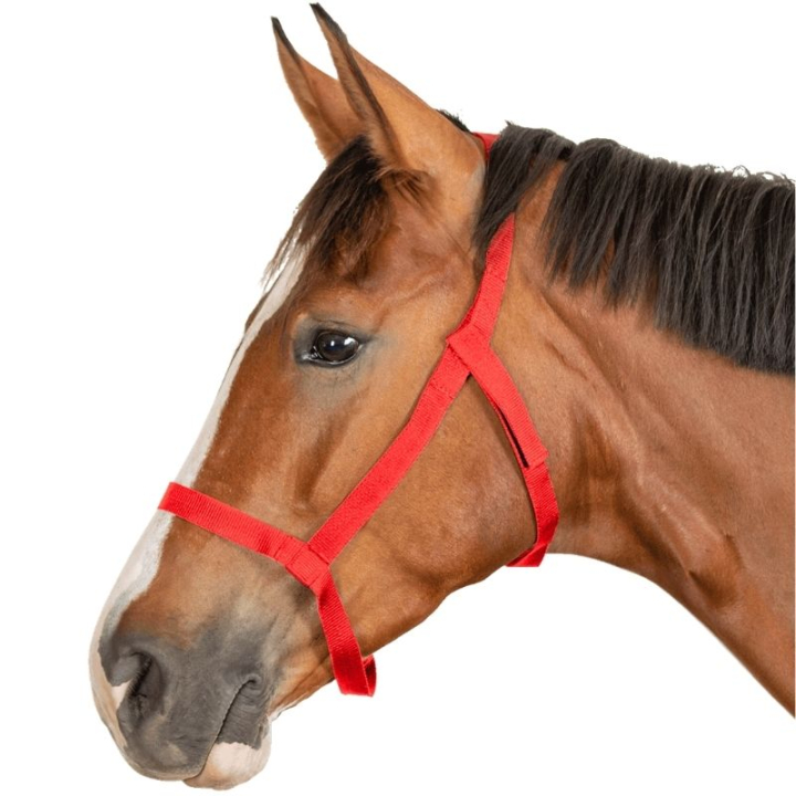 Licol de pré Grazing Rouge dans le groupe Équipement cheval / Licols / Longes en tissu et en nylon chez Equinest (5045304PRE_r)