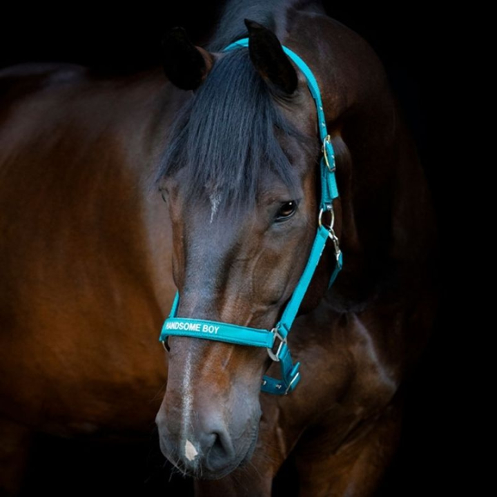 Licol Malva HG Turquoise dans le groupe Équipement cheval / Licols / Longes en tissu et en nylon chez Equinest (50499020138TU_r)