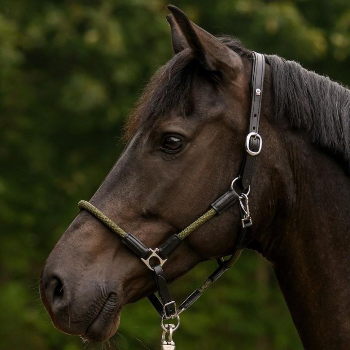 Licol en cuir Nevada X-Line Noir/Olive dans le groupe Équipement cheval / Licols / Longes en cuir chez Equinest (5050206VBAOGN_r)