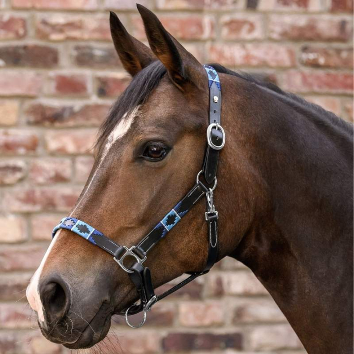 Licol en cuir Polo X-Line Noir/Bleu dans le groupe Équipement cheval / Licols / Longes en cuir chez Equinest (5050701PBABL_r)