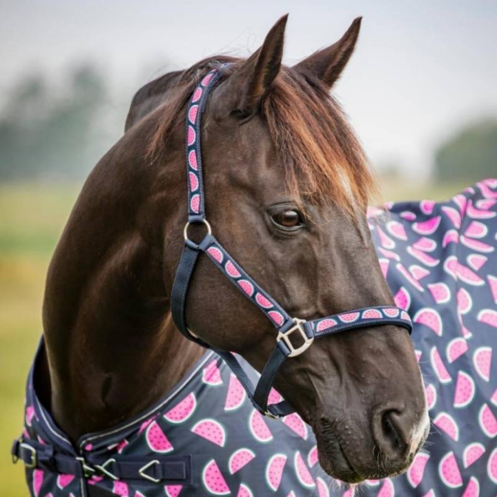 Licol Watermelon HG Bleu Marine dans le groupe Équipement cheval / Licols / Longes en tissu et en nylon chez Equinest (506830214NA_r)