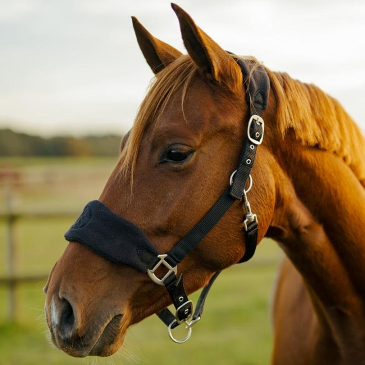 Licol HS Emma Fleece Noir dans le groupe Équipement cheval / Licols / Longes en tissu et en nylon chez Equinest (603849BA_r)
