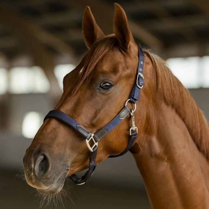 Licol HS Edit Bleu Marine dans le groupe Équipement cheval / Licols / Longes en tissu et en nylon chez Equinest (603858NA_r)