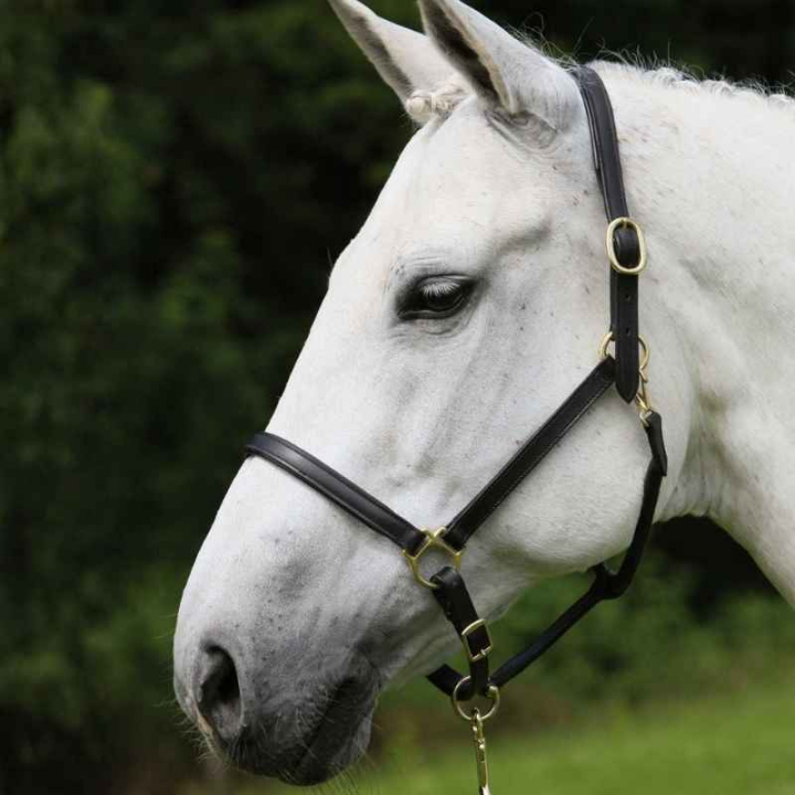 Licol en cuir Robust Noir dans le groupe Équipement cheval / Licols / Longes en cuir chez Equinest (808401POBA_r)