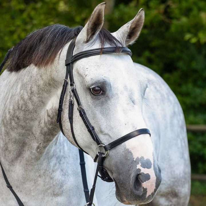 Bridon sans mors Ceto Noir dans le groupe Équipement cheval / Briderie & Frontaux / Hackamores & Bridons sans mors chez Equinest (9073ZW1BA_r)