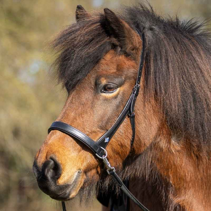 Bridon sans mors Fjara Icelandic Noir dans le groupe Équipement cheval / Cheval Islandais chez Equinest (9126ZW4BA)