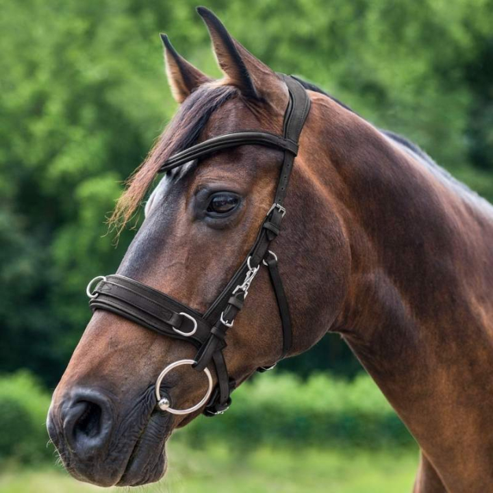Caveçon Leather Anatomic Noir dans le groupe Équipement cheval / Travail à pied chez Equinest (9560301PBA_r)