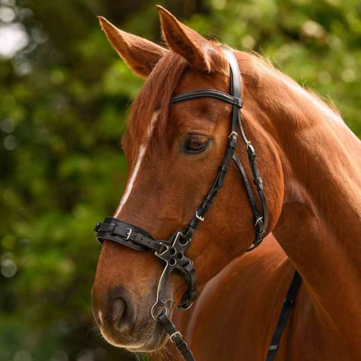 Bride hackamore X-Line Noir dans le groupe Équipement cheval / Briderie & Frontaux / Hackamores & Bridons sans mors chez Equinest (9573801VBA_r)