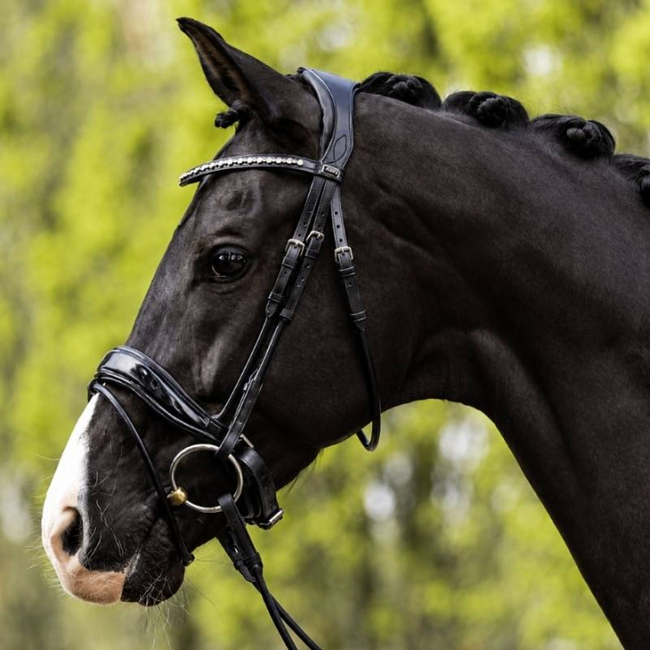 Bridon anatomique Comfort Fit Double Anatomical avec rênes Noir dans le groupe Équipement cheval / Briderie & Frontaux / Brides et brides de dressage chez Equinest (A18012BA)