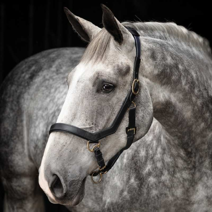 Licou en Cuir Rambo Micklem Noir dans le groupe Équipement cheval / Licols / Longes en tissu et en nylon chez Equinest (DHAL8DSv_r)