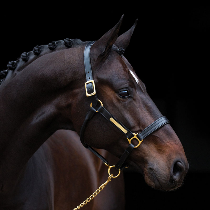 Licou en Cuir Amigo Rembourré Noir dans le groupe Équipement cheval / Licols / Longes en cuir chez Equinest (DHRL9PSv_r)