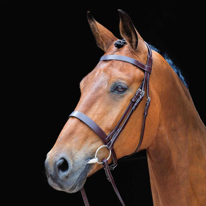 Bridon avec rênes Salisbury Berrington Marron dans le groupe Équipement cheval / Briderie & Frontaux / Brides chez Equinest (SH27601Br_r)