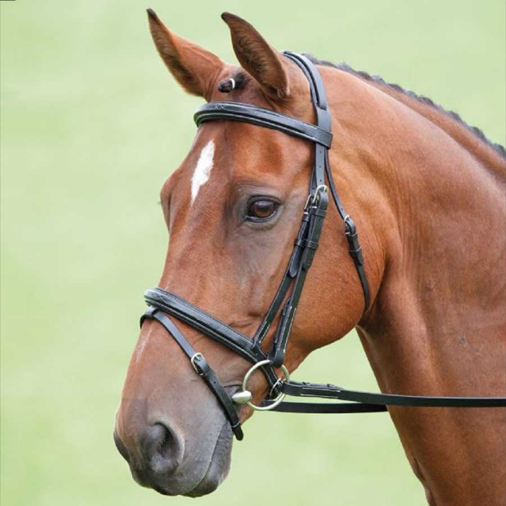 Bridon avec rênes Salisbury Bodenham Noir dans le groupe Équipement cheval / Briderie & Frontaux / Brides chez Equinest (SH29301Sv_r)