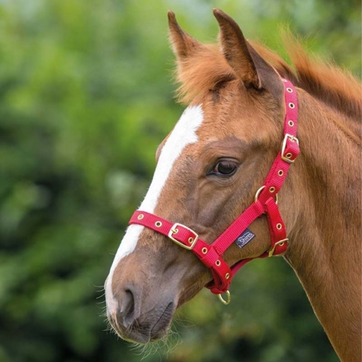 Enrênement Rouge dans le groupe Équipement cheval / Licols / Longes pour poulains chez Equinest (SH381RO)