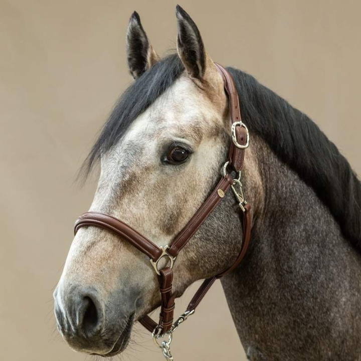 Licou en Cuir 2-en-1 WC Marron dans le groupe Équipement cheval / Licols / Longes en cuir chez Equinest (WO09ABr_r)