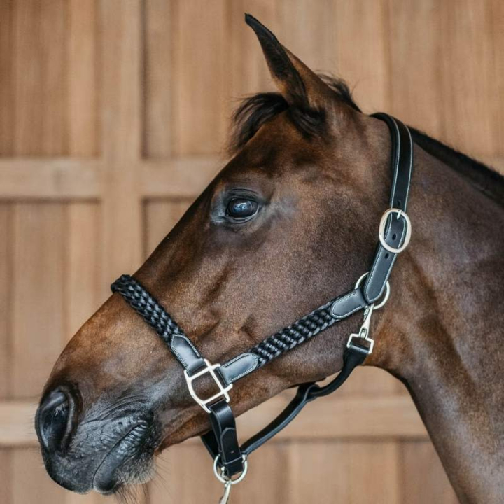 Halter en cuir Plaited WBD Noir dans le groupe Équipement cheval / Licols / Longes en cuir chez Equinest (WO09DBLCBA_r)