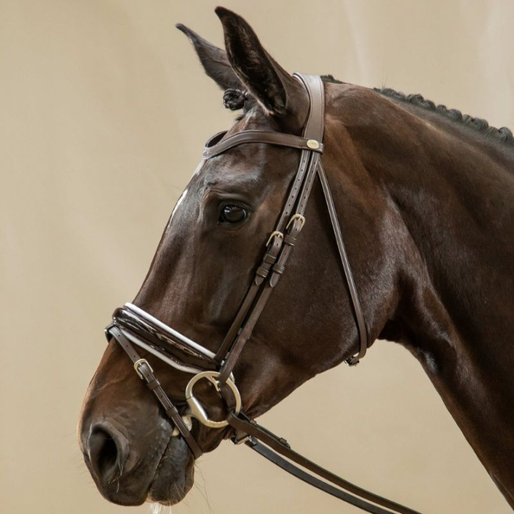 Bridon de dressage Working Collection Marron/Blanc dans le groupe Équipement cheval / Briderie & Frontaux / Brides et brides de dressage chez Equinest (WODCAOBRCBR_r)