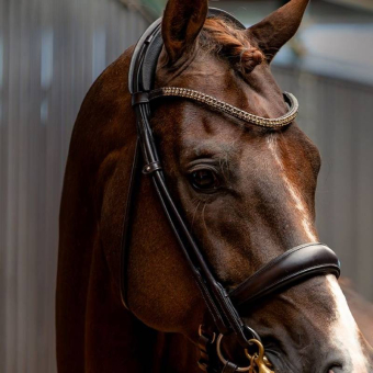 Bride de dressage Isabell Werth Bella Rose Marron