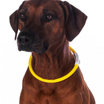 Collier pour chien LED Jaune