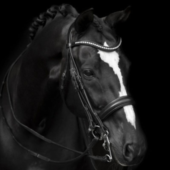 Bridon sans mors Delicato Supreme Noir