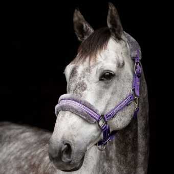 Licol avec Mouton Violet/Gris