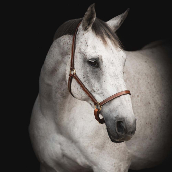 Halter en cuir Track Supreme Marron