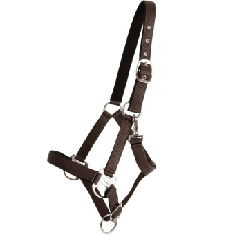 Licol Double Buckle Marron