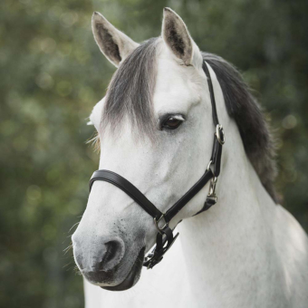 Halter en cuir Slim Basic Noir