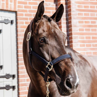 Licol Anatomic Nylon Bleu Marine