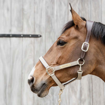 Licol Anatomic Nylon Beige